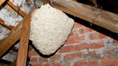 Wasp Nest