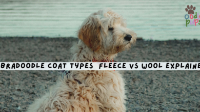 Labradoodle Coat Types: Fleece vs Wool Explained