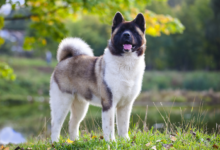 Working Dog Breeds vs Companion Breeds — the Real Difference