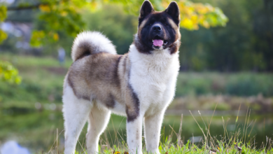 Working Dog Breeds vs Companion Breeds — the Real Difference