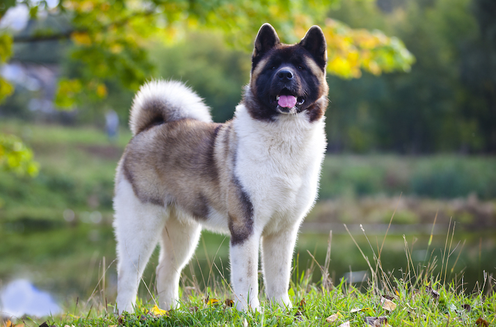 Working Dog Breeds vs Companion Breeds — the Real Difference