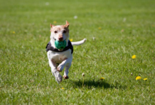 How to Choose the Right Tracker for a Dog: Key Features to Compare