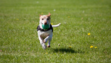 How to Choose the Right Tracker for a Dog: Key Features to Compare