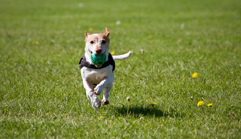 How to Choose the Right Tracker for a Dog: Key Features to Compare