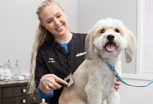 7 Red Flags When Searching “Pet Grooming Near Me” (And What to Choose Instead)