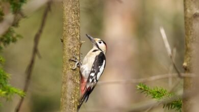 analyze call pattern closely