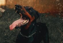 digital tracking and alerts