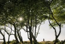 verified safety lookup details