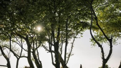 verified safety lookup details