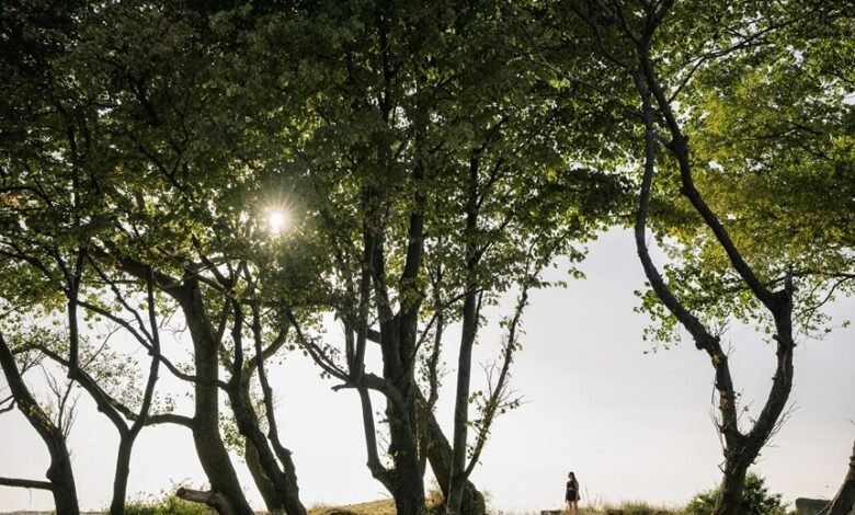 verified safety lookup details